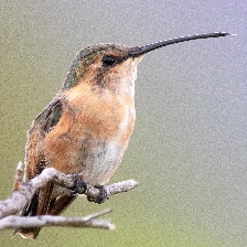 Kathir Birds Classification At Main