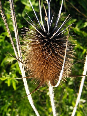 Bull_Thistle