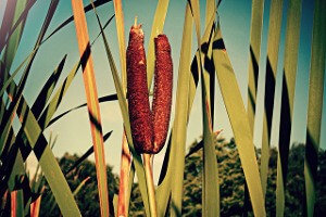 Cattail