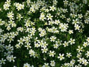 Chickweed.jpg