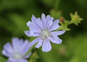 Chicory.jpg