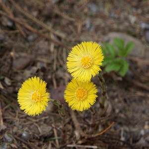 Coltsfoot.jpg