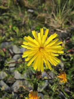 Common_Sow_Thistle