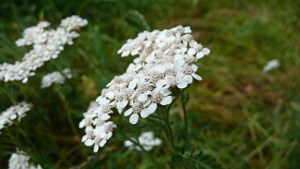 Common_Yarrow.jpg