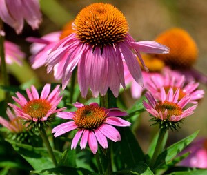 Coneflower.jpg