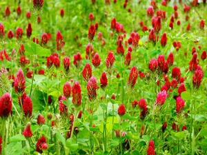 Crimson_Clover.jpg