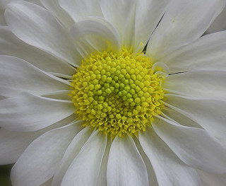 Daisy_Fleabane.jpg