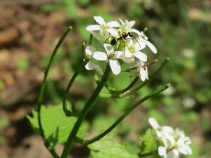 Garlic_Mustard.jpg