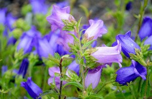 Harebell.jpg