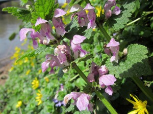 Henbit.jpg