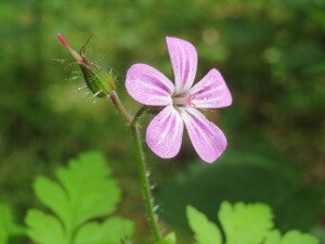 Herb_Robert.jpg