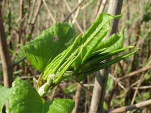 Japanese_Knotweed