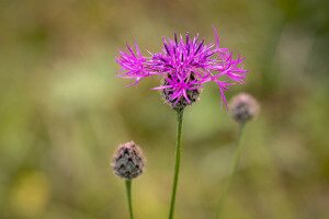 Knapweed.jpg