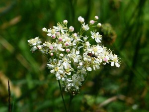 Meadowsweet.jpg