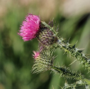 Milk_Thistle