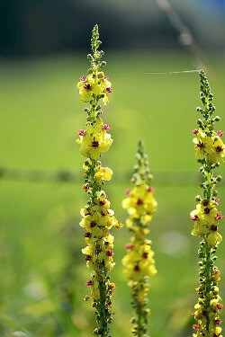 Mullein