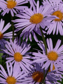 New_England_Aster