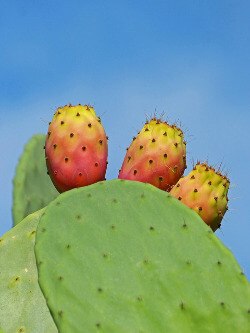 Prickly_Pear_Cactus