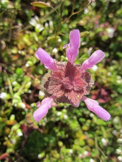 Purple_Deadnettle.jpg