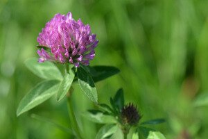 Red_Clover