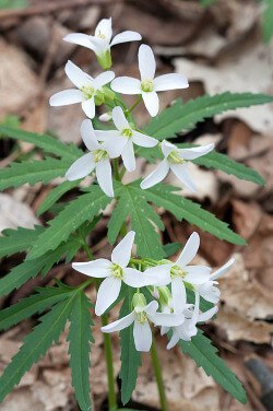 Toothwort