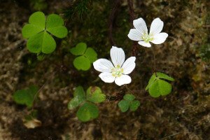 Wood_Sorrel.jpg