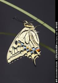 PapilioMachaonLinnaeus
