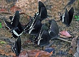 PapilioPolytesLinnaeus