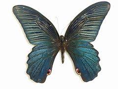 PapilioProtenorCramer