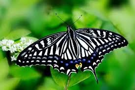 PapilioXuthusLinnaeus