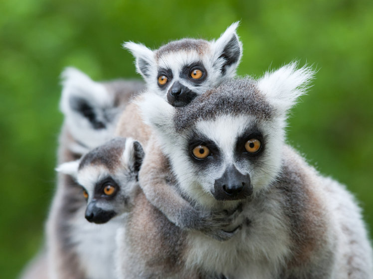 lemurs.jpg