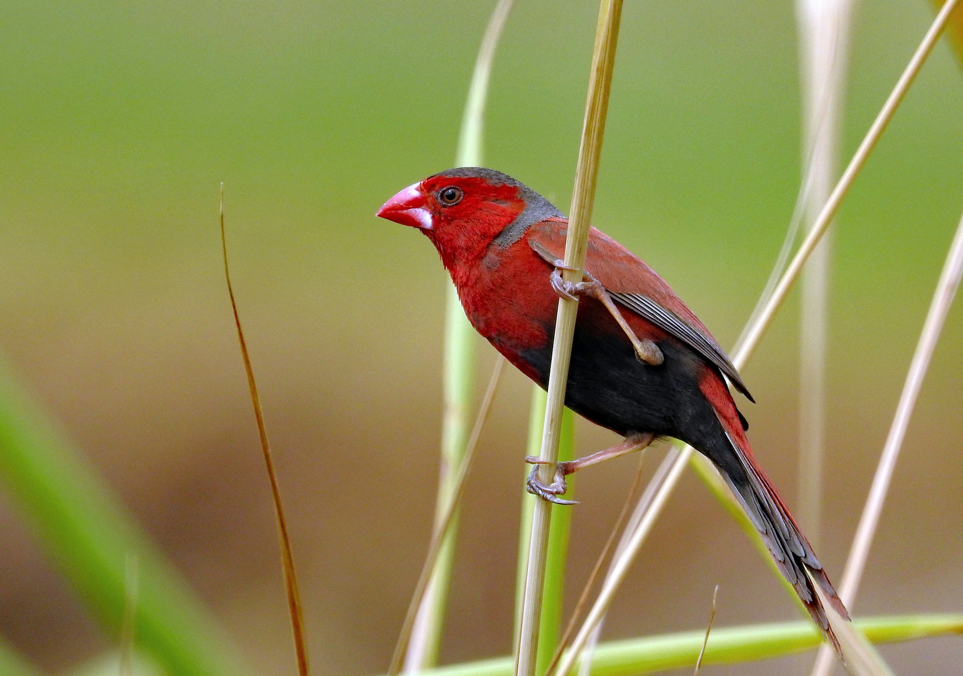 Crimson Finch Bird
