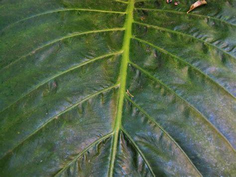 Abelmoschus esculentus leaves