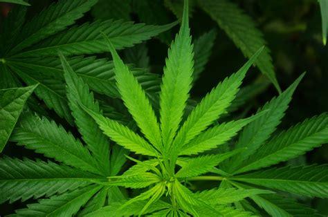 Cannabis sativa leaves