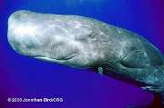 sperm_whale_cachalot_black_whale_Physeter_catodon_0.9998623.JPEG