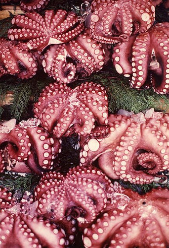 octopus_devilfish_0.928734.JPEG