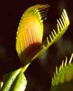 Venus's_flytrap_Venus's_flytraps_Dionaea_muscipula_0.99180776.JPEG