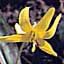 yellow_adder's_tongue_trout_lily_amberbell_Erythronium_americanum_0.99782085.JPEG