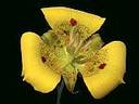 yellow_mariposa_tulip_Calochortus_luteus_0.99964046.JPEG