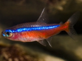 cardinal_tetra_Paracheirodon_axelrodi_0.99767953.JPEG