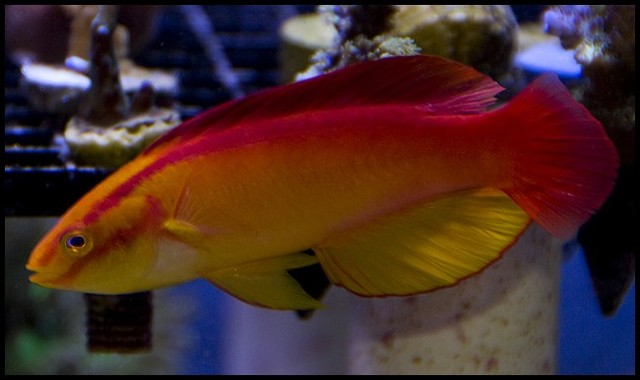 flame_fish_flamefish_Apogon_maculatus_0.99878496.JPEG