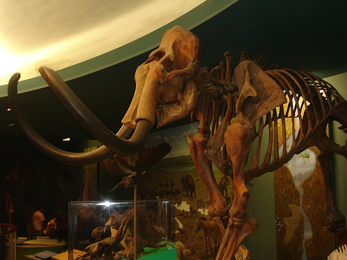 woolly_mammoth_northern_mammoth_Mammuthus_primigenius_0.999966.JPEG