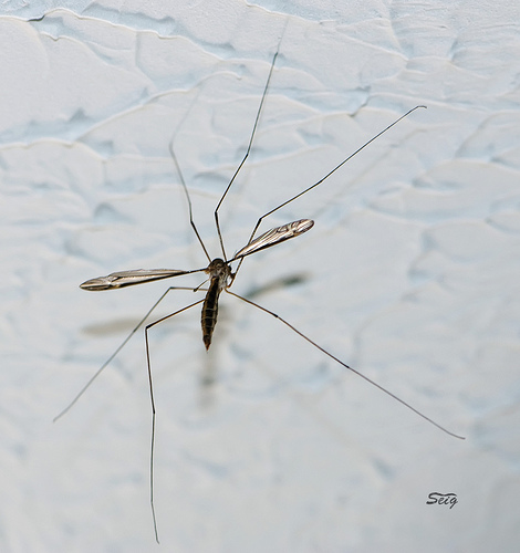 crane_fly_daddy_longlegs_0.9999186.JPEG