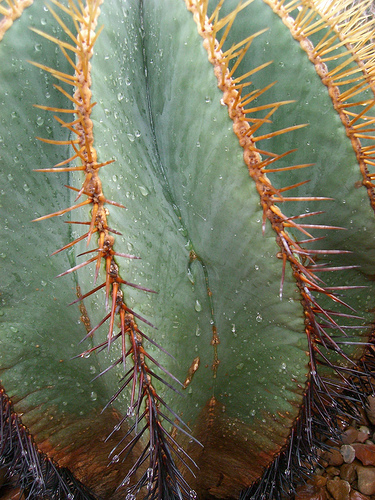 barrel_cactus_0.9999893.JPEG