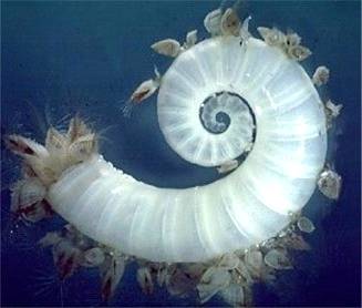 spirula_Spirula_peronii_0.9959281.JPEG