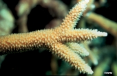 staghorn_coral_stag's-horn_coral_0.9996853.JPEG