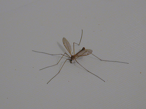 mosquito_0.9998282.JPEG
