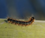 forest_tent_caterpillar_Malacosoma_disstria_0.9999279.JPEG