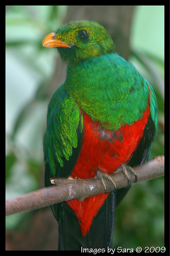 quetzal_quetzal_bird_0.99996567.JPEG