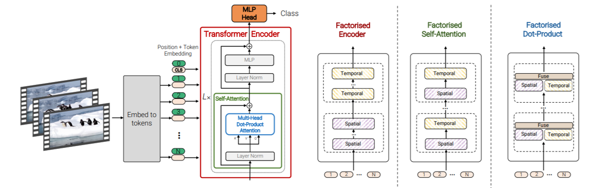 ViViT architecture